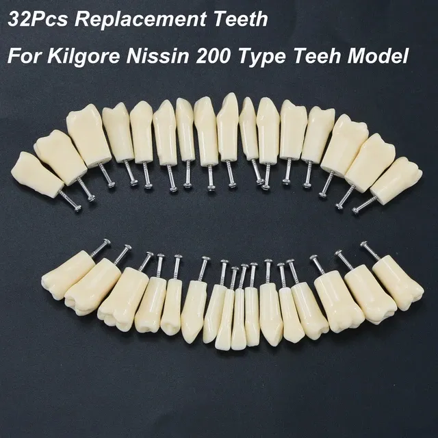 שיניים 200 סדרת Typodont שיניים סט של 32 מחליף קבוע שיניים