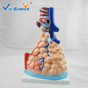 Modèle de structure alvéolaire magnifiée ; aide pédagogique pour l'enseignement de l'anatomie du système respiratoire chez l'étudiant en médecine ; organe humain - Product Image 1