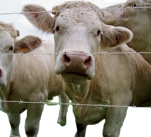 Mạ kẽm trang trại hàng rào dây ngoài trời sắt ngựa gia súc zaun chăn nuôi lĩnh vực lưới hàng rào Chuỗi liên kết dây lưới cho lưới mắt cáo - Product Image 3