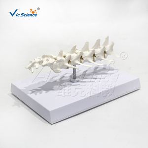 Modelo de Columna Lumbar Canina, Modelo de Enseñanza de Anatomía de Vértebras Lumbares Caninas - Product Image 6