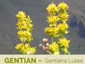 Высококачественный антиоксидантный экстракт корня жёлтой горечавки для отбеливания кожи - Product Image 2