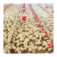 Équipement de machines agricoles d'élevage de poulets en liberté à bas prix utilisé dans les fermes