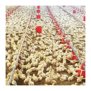 Çiftliklerde kullanılan ucuz fiyat ücretsiz aralığı tavuk tarım tarım makineleri ekipmanları