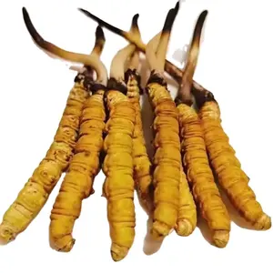 4600/kg comprar ótimo preço cogumelo micelio cicadae precio cordyceps sinensis melhorado orgânico seco selvagem