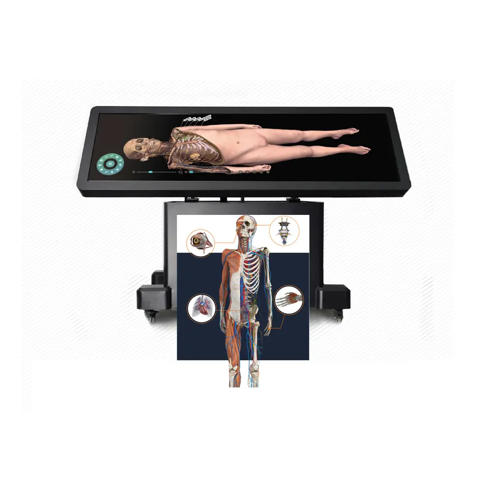 Sistema de anatomia humana, sistema de ensino escolar, anatomia 3d corpo virtual
