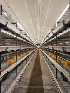 TBB Cages pour poulets de chair de marque célèbre avec système d'alimentation automatique pour la maison ou le commerce en Afrique - Product Image 5