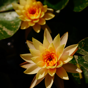 Nymphaea 'La Luna' - Pianta Acquatica Adatta per Laghetti <span class=keywords><strong>da</strong></span> Giardino e Serre - Ninfea 'La Luna' - Product Image 3