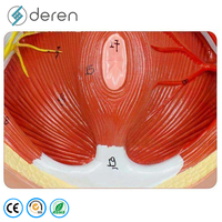 Modelo de entrenamiento de sutura perineal femenina de PVC suave con estructuras detalladas para práctica de episiotomía y educación en obstetricia