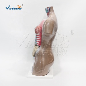แบบจำลอง<span class=keywords><strong>ก</strong></span>ายวิภาคศาสตร์ลำตัวมนุษย์ขนาด 85 ซม. พร้อมชิ้นส่วนที่ถอดออกได้ 27 ชิ้น สำหรับ<span class=keywords><strong>ก</strong></span>ารเรียนการสอนทาง<span class=keywords><strong>ก</strong></span>ารแพทย์ - Product Image 3