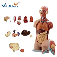 Modelo de Torso Muscular Desmontable Unisex de 85 cm, 18 Partes, Espalda Abierta, Modelo de Anatomía del Tronco Humano para Enseñanza, CE/ISO/ROHS/CNAS