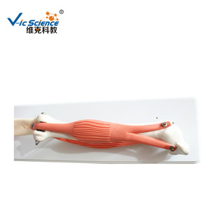 Modelo didáctico de biología para escuelas secundarias que demuestra la coordinación muscular de los bíceps y tríceps brachii y la articulación del codo. - Product Image 5