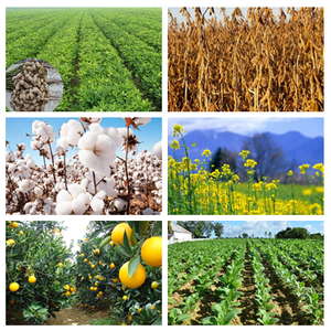 Clethodim 35% EC Herbicide Agricole Sélectif Post-Émergence pour les Jeunes Pousses et Feuilles des Adventices Annuales Grasseuses du Soja en Printemps - Product Image 2