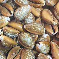 Vente en gros Coquillage naturel en vrac Coquillage coloré au miel pour cadeau Décoration intérieure