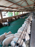 Plancher de lattes en plastique pour bétail de chèvres Plancher de lattes en plastique pour ferme de chèvres pour moutons
