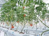 Serre PC agricole à ossature en acier galvanisé à chaud Serre intelligente en polycarbonate pour légumes/fraises