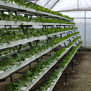 Kit completo de tienda de cultivo hidropónico, <span class=keywords><strong>para</strong></span> tubo de PVC fresa, sistema hidropónico - Product Image 5