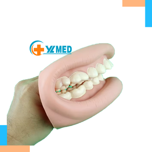 Modèle de dents scientifique médical de haute qualité de la marque Yulin YL15 pour la démonstration de la mastication et du brossage, meilleur prix avec option de protection - Product Image 1
