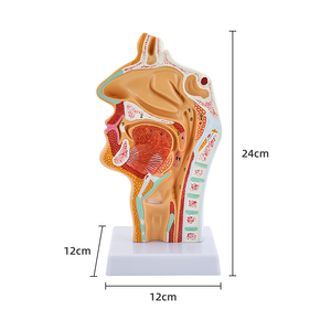 Modelo <span class=keywords><strong>de</strong></span> <span class=keywords><strong>garganta</strong></span> nasal Oral y Patología Nasal, modelo <span class=keywords><strong>de</strong></span> Anatomía <span class=keywords><strong>de</strong></span> <span class=keywords><strong>la</strong></span> cabeza, nasofaringe médica, faringe, boca, laringe y cavidad <span class=keywords><strong>de</strong></span> <span class=keywords><strong>la</strong></span> <span class=keywords><strong>garganta</strong></span> - Product Image 2