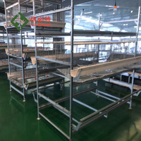 Équipement de cage en batterie pour poulets de chair, type H, avec mangeoire et abreuvoir automatiques à 3 niveaux, pour 50 000 poulets