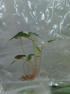 Planta de Interior Popular de Alta Calidad, Alocasia Variegata _pequeña, Decoración <span class=keywords><strong>Chic</strong></span> con Vista al Jardín. - Product Image 5