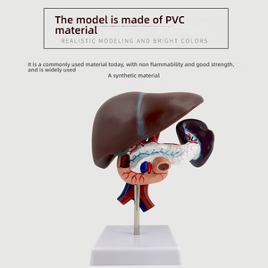 Анатомическая модель, структура кровеносных сосудов для поджелудочной железы печени, двенадцатиперстной кишки, селезенки, для медицинского образования, ПВХ, для школ, медицинских школ - Product Image 2