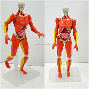 Figura de Anatomía <span class=keywords><strong>del</strong></span> Torso <span class=keywords><strong>del</strong></span> <span class=keywords><strong>Cuerpo</strong></span> <span class=keywords><strong>Humano</strong></span> de Plástico, Modelo 4D con Músculos, <span class=keywords><strong>Huesos</strong></span> y Órganos - Product Image 5