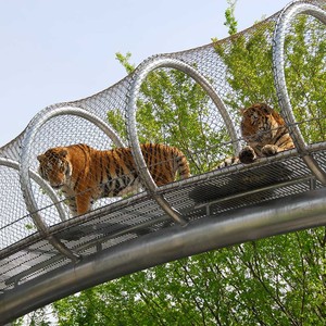 Zoo-Cụ Thể Sinh Thái Lưới/Tiger Bao Vây Lưới/Tay-Dệt Thép Không Gỉ Dây Lưới - Product Image 5