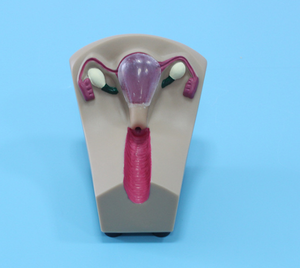 Modelo de Entrenamiento en Guía de Anticoncepción Femenina, Modelo de Entrenamiento Médico de Obstetricia para la Colocación de Anticonceptivos Femeninos - Product Image 4