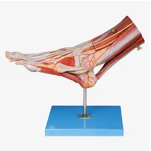肌肉足解剖模型，人足模型