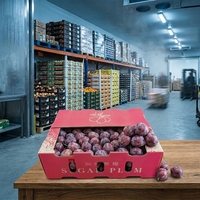 Caisse d'emballage en PP premium pour melons cantaloupes 4mm 600x400x300mm, service de découpe disponible pour la vente en gros, OEM ODM disponible
