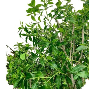 Grand arbre artificiel Andromède japonais, plante verte pour décoration intérieure et extérieure, idéal pour hôtels, mariages, centres commerciaux, aménagements paysagers et jardins zen. - Product Image 5