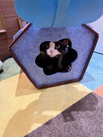 Sac de transport pour chat en feutre écologique, pliable, portable, pour l'extérieur, avec poignée, pour chaton, lit confortable pour animaux de compagnie