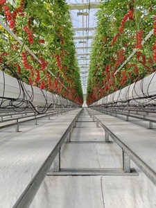 Soporte Pequeño Galvanizado para Tomates Hidropónicos en Invernaderos Agrícolas, Soporte para una Cosecha Óptima - Product Image 2