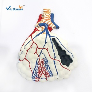 VIC-013 แบบจำลองระบบทางเดินหายใจและการขยายภาพหลอดลม: โครงสร้างจุลภาคของหลอดลมในระดับเซลล์ - Product Image 2