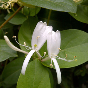 Thé de fleurs de <span class=keywords><strong>chèvrefeuille</strong></span> en fleurs sauvages lonicera japonica <span class=keywords><strong>chèvrefeuille</strong></span> tisane thé de <span class=keywords><strong>chèvrefeuille</strong></span> de haute qualité fleurs séchées - Product Image 4