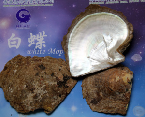 กระดุม2รูเปลือกหอยมุกสีขาวปรับแต่งได้ซักได้ - Product Image 6