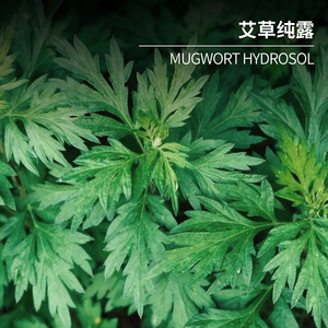 Hydrosol de feuille d'armoise de haute qualité Hydrosol d'armoise organique naturel Artemisia Arborescens eau florale pour les soins du visage et du corps - Product Image 4