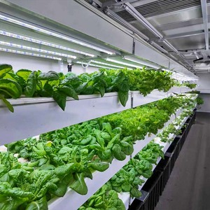 Skyplant Automatic Lettuce Greenhouse Vertical Hydroponics Multi-Culture Shipping <b>Container</b> Farm System - Product Image 3