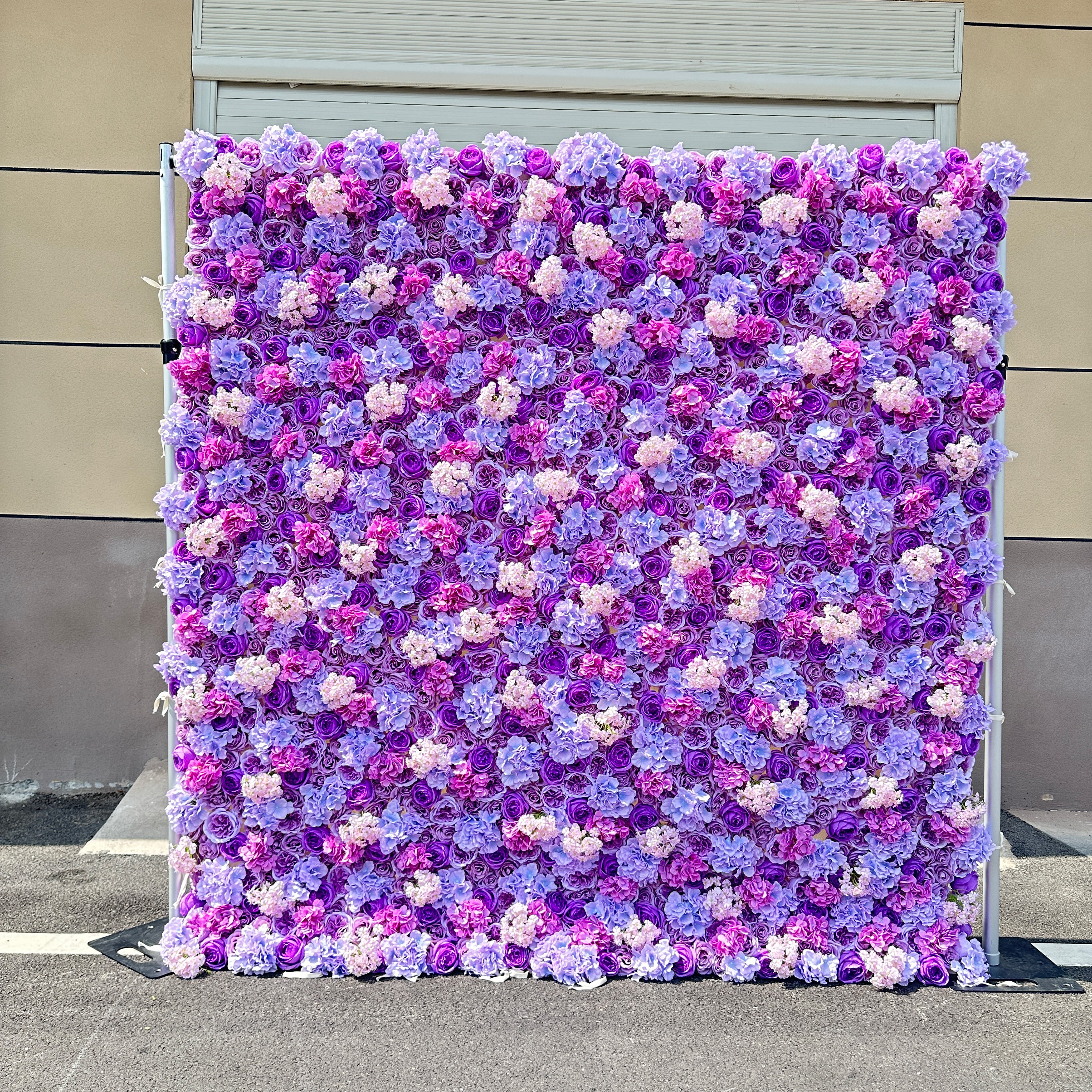 Viola