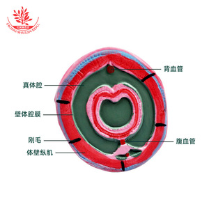Earthworm dissection model, earthworm teaching demonstration instrument, teaching aids, and magnified model of the internal - Product Image 2