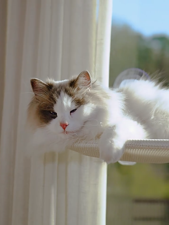 Cordless Cat Window Perch With Removable Pad - Foldable Hammock Bed For Large Cats, Machine Washable, White Cushion (Large)