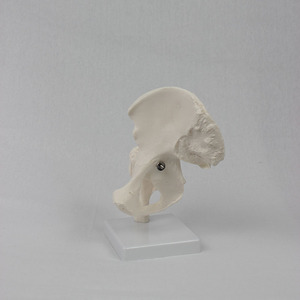 Modèle personnalisé de joint de hanche humaine naturelle, modèle d'anatomie squelettique médicale mobile avec os fémoral et iliaque pour l'orthopédie - Product Image 3