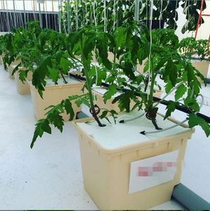 11L secchio olandese di plastica Bato per sistemi di coltivazione idroponica vasi da fiori e fioriere - Product Image 1