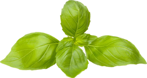 OEM <strong>Natural</strong> Organic 10:1 Ocimum Tenuiflorum Holy <strong>Basil</strong> Leaf <strong>Extract</strong> - Product Image 3