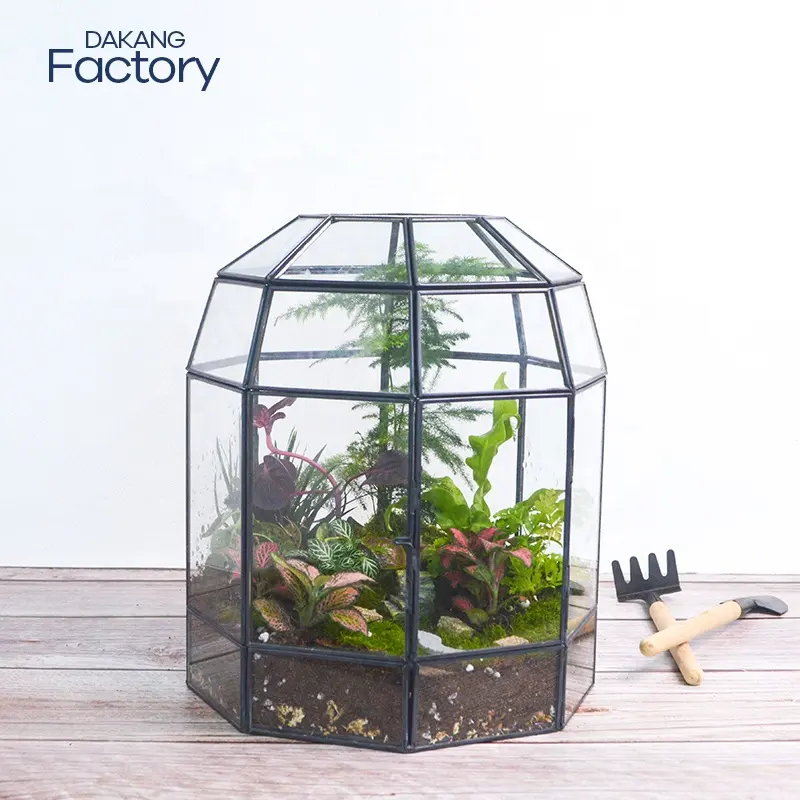 Domo dakang, planta colgante, reptiles geométricos, Terrario de vidrio para plantas, Kit de contenedores, venta al por mayor en miniatura con tapa