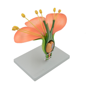 Modèle anatomique de plante dicotérophe hermafroïde, modèle détachable, ressources pédagogiques biologiques, matériel éducatif, sciences - Product Image 2