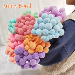 AM-PFKC06 Ammy 20 tête Golden Billy Button fleur préservée pour la décoration de mariage fleurs éternelles Craspedia Billy Ball - Product Image 3