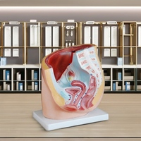 DARHMMY Modèle anatomique du bassin féminin Section sagittale de la moitié pour les sciences médicales