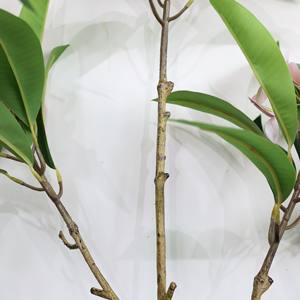 2025 <span class=keywords><strong>Plante</strong></span> Artificielle en Pot 120-180 cm Arbre <span class=keywords><strong>Plumeria</strong></span> Artificiel pour la Décoration de Bureau à Domicile - Product Image 6