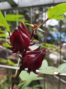 Obral Basis Penanaman ROSELLE Kembang Sepatu Merah Kering Bunga Sabdariffa untuk Dijual - Product Image 6